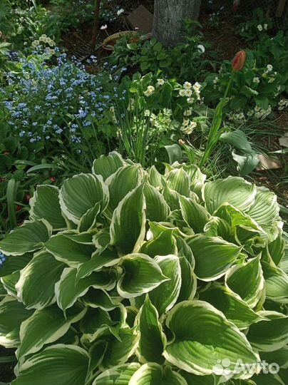 Тархун,Гортензия,хризантема,Мята Аквилеги.примула