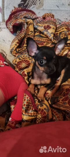 Мини той-терьер вязка