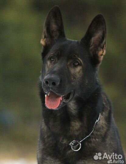 Щенки немецкой овчарки рабочего разведения