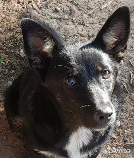 Собака маленькая порода