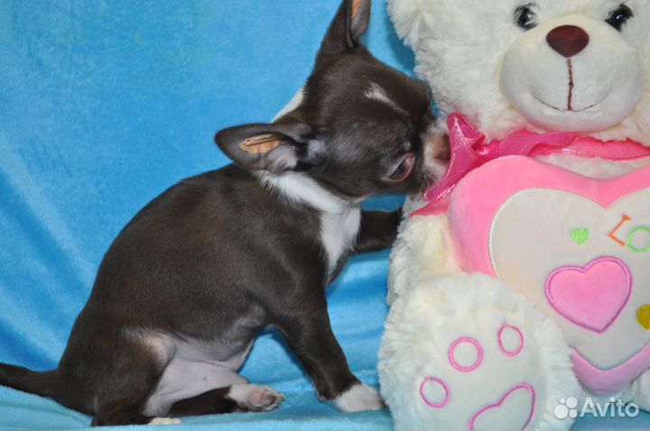 Шоколадный красавчик