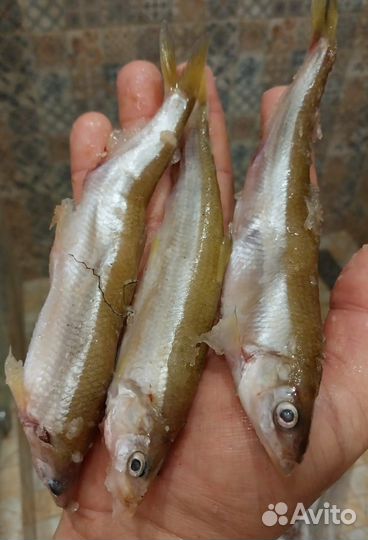 Корюшка, горбуша, нерка свежемороженная