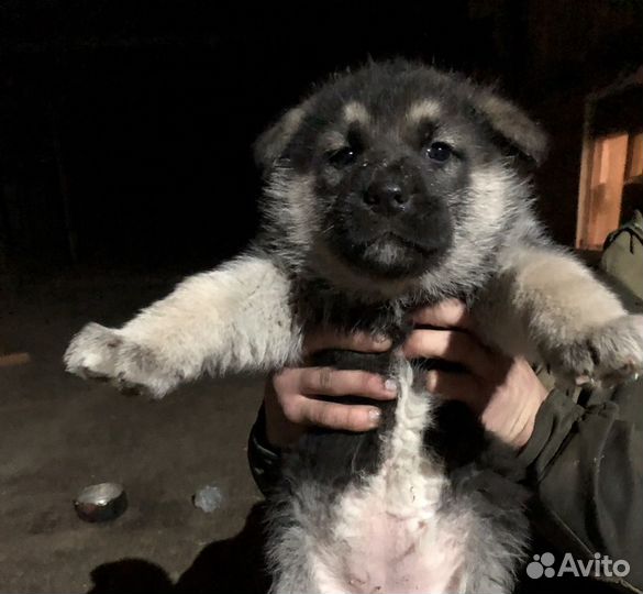 Щенки немецкой овчарки