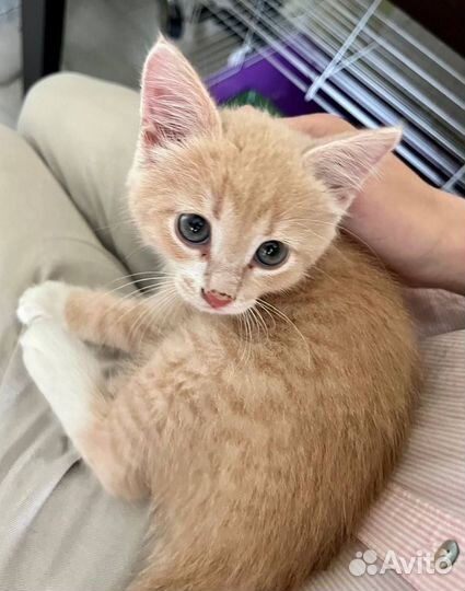 Рыжий котенок мальчик