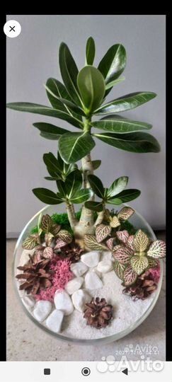 Набор для создания флорариума. Для творчества