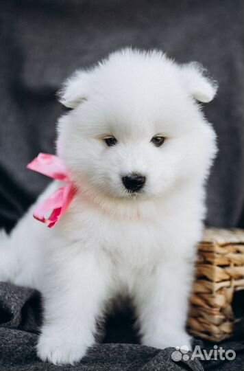 Щенки самоеда