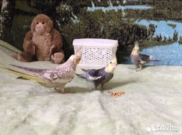 Цыплята суточные домашние, деревенские