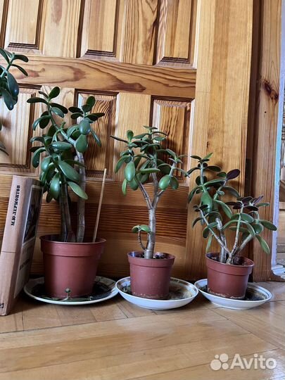 Денежное дерево толстянка