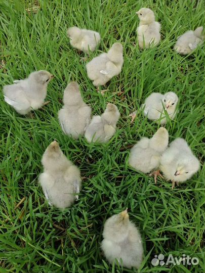Цыплята породы Брама Лаванда