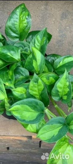 Эпипремнумы сортовые