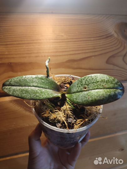 Фаленопсис Парфюмерная фабрика Scention