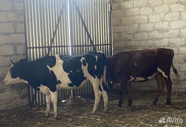 Продаются стельные телки