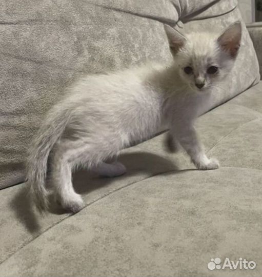 Котенок