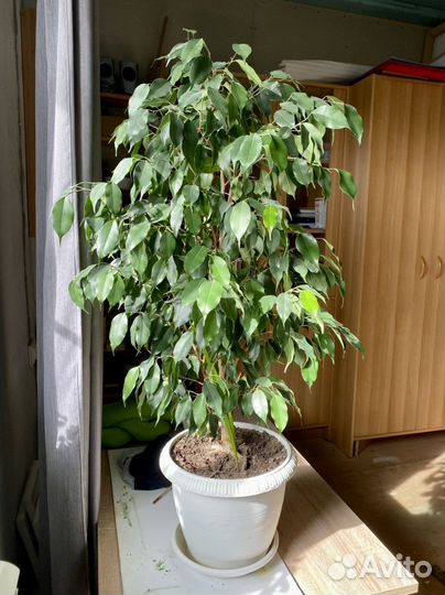 Фикус бенджамина