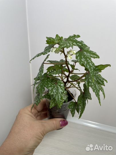 Бегония Дрега каудексная