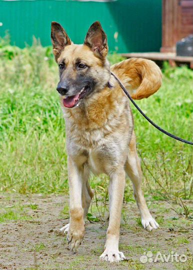 Собака в добрые руки