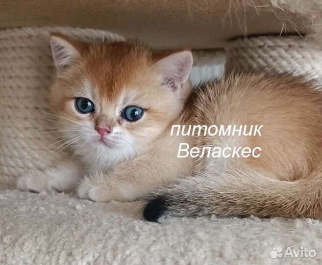 Элитный золотой британчик