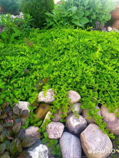 Вербейник монетчатый