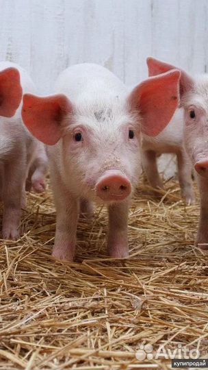 Поросята