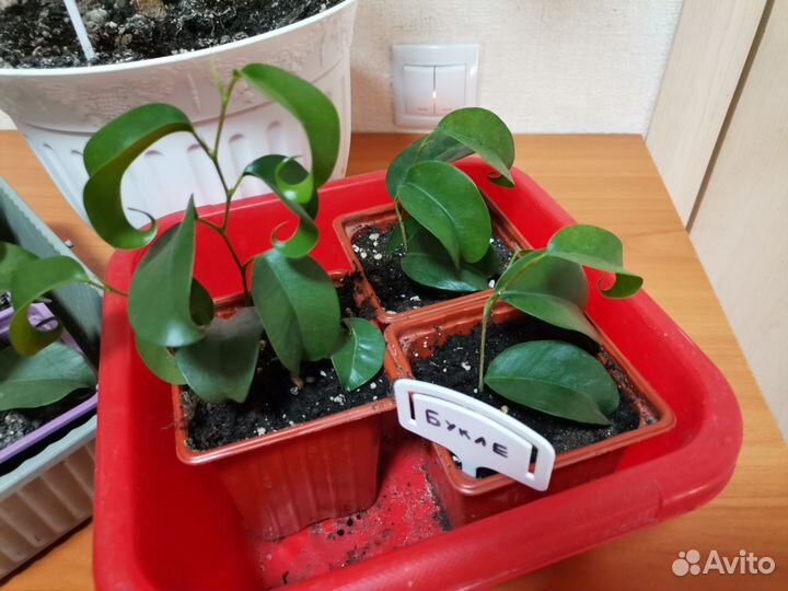 Фикус Букле