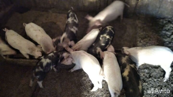 Поросенок ландрас