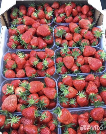 Клубника свежая оптом (Краснодар)