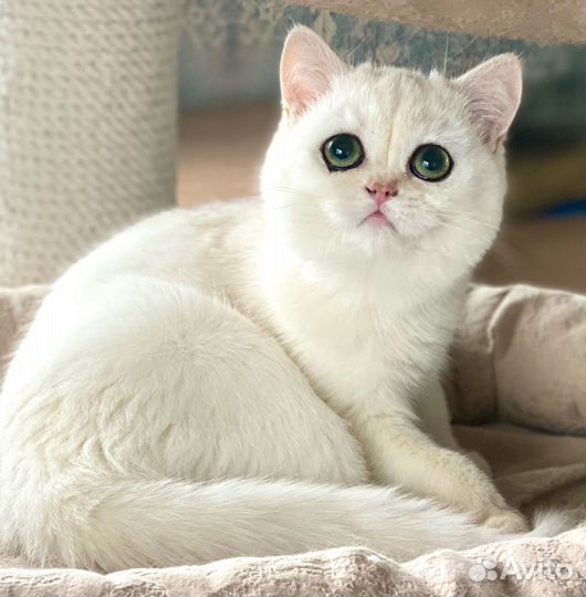 Британская кошка