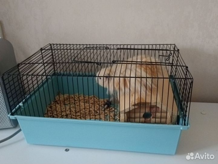 Хомяк с клеткой