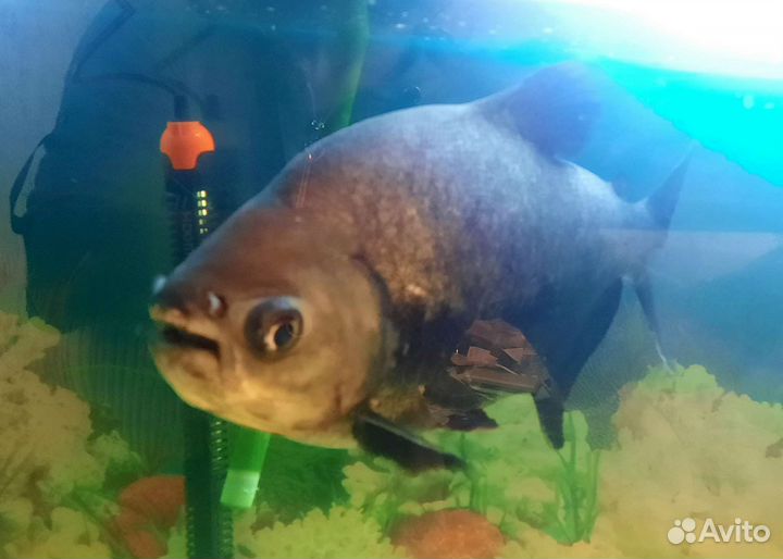 Рыбка пиранья Паку