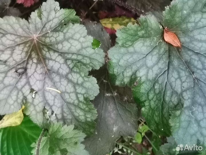 Лилейники, ивасильки, гейхеры