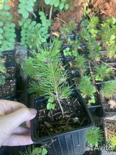 Сосна носатая