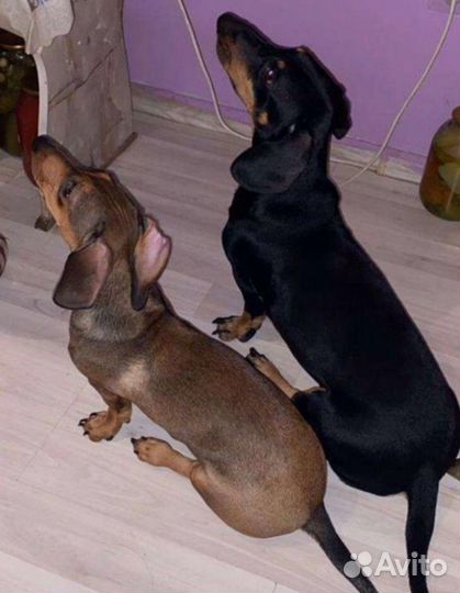 Таксы ищут дом