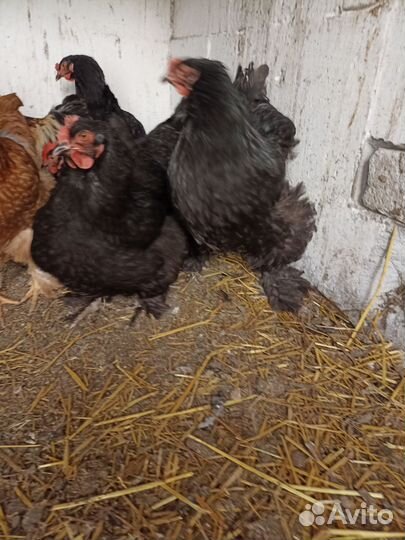 Петух Кохинхин