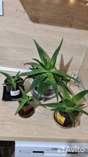 Алоэ вера лекарственный