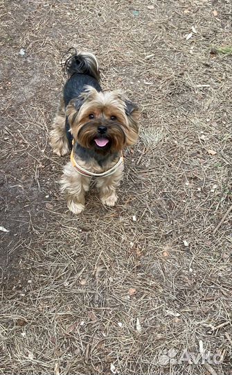 Выгул собак