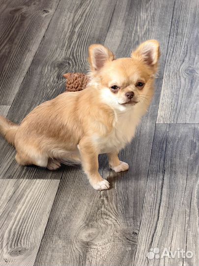 Чихуахуа девочка с документами РКФ