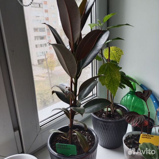 Фикус эластика Мелани