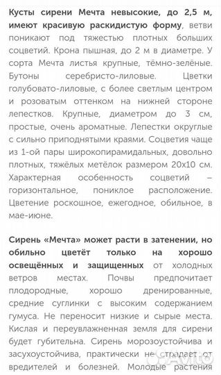 Сирень Мечта, Пихта Сибирская, кедр