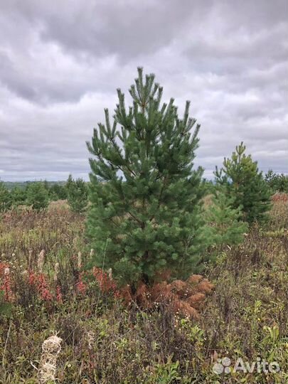 Ель,Сосна новогодняя