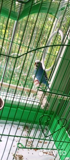 Волнистый попугай с клеткой