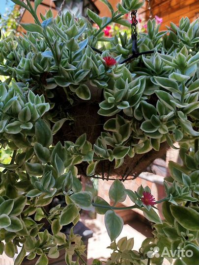 Аптения ампельная