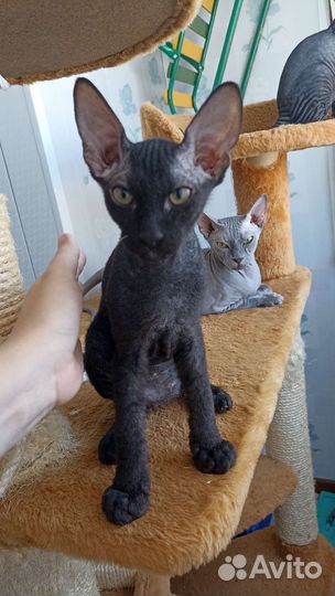 Канадский сфинкс браш