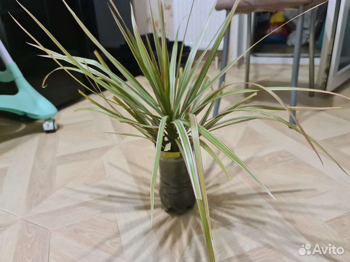 Пальма Драцена