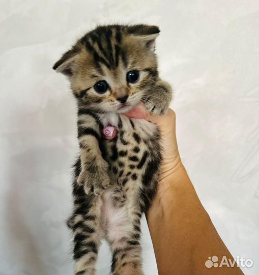 Шотландские вислоухие котята мраморные