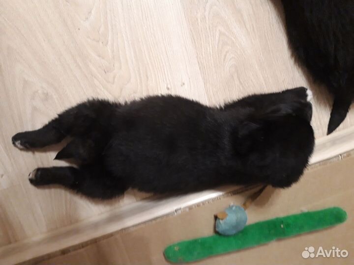 Два крепыша