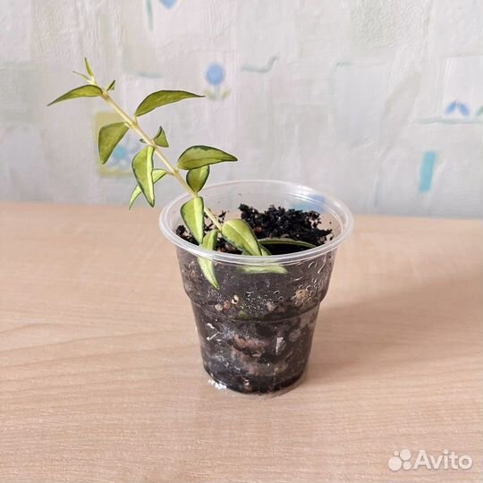 Хойя Белла разные виды