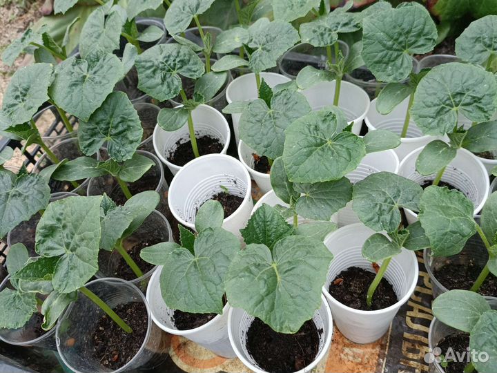 Рассада огурцов