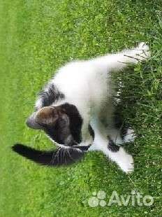 Котята в добрые руки бесплатно