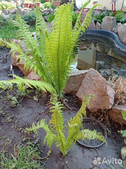 Папоротник садовый