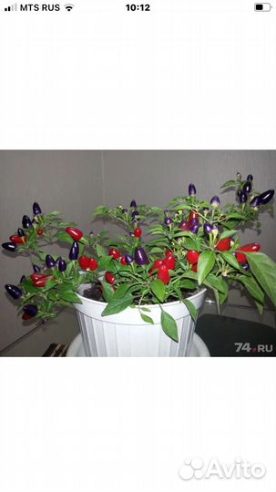 Острый комнатный перчик